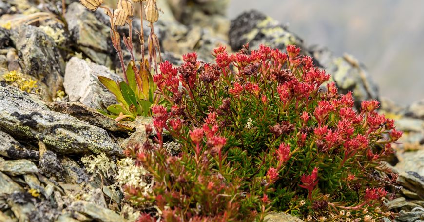 Rhodiola Properties Benefits and Uses